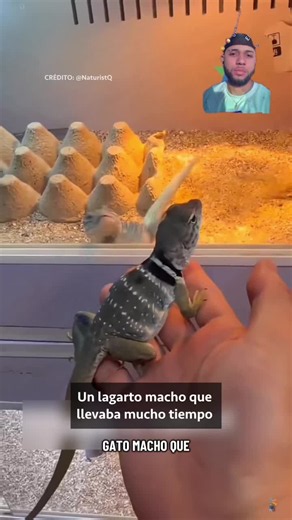 El perro ; que manca eres 😂 la cleta si los animales hablarán 😂😂 #funny #parati #humor #fyp #doblaje
