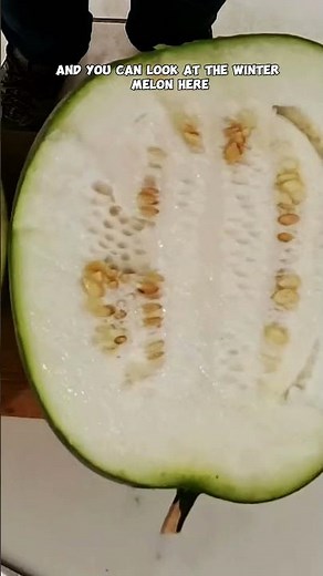 Growing & Harvesting Winter Melon: A Step-by-Step Guide! ❄️🍈