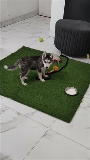 😍😍😍😍Chotuu sa ma..,#trending #husky #comedyfilms #dogshorts #comedymovies #viralvideo #trending