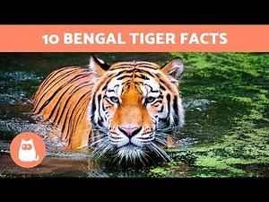 10 FACTS About TIGERS You Didn't Already Know 🐯