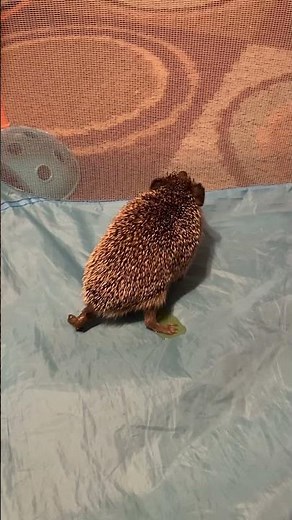 Hedgehog peeing and pooping haha