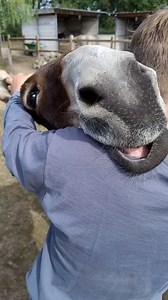 Never wanted a donkey hug this much 🐴🤗💖 | Animal Stories