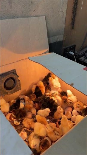 Hatched 100+ chicks in cardboard box at home
