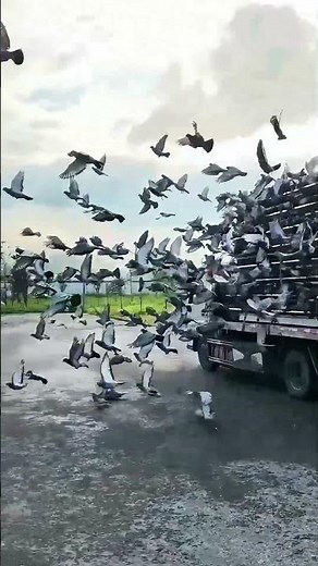 Release of Pigeons: Sky Turns into a Sea of Birds!