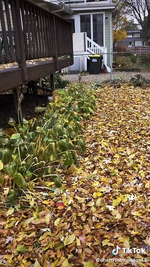 They should sleep good tonight! #charlyandpeggy #pug #pugsoftiktok #maltese #cute #doglover #dog