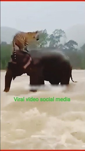 The elephant rescued the Royal Bengal tiger from the river