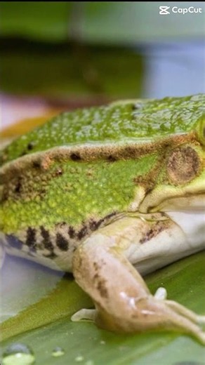 Frug vs Frog