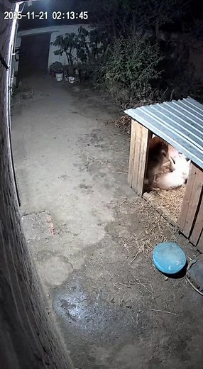 9.3M views · 59K reactions | Two House Geese Turn Into Feathered...