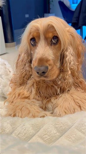 The most dramatic Cocker Spaniel ever!