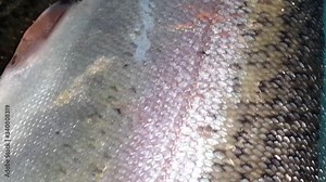 Fish closeup with a gray or grey and silver shiny skin scales isolated on a background. Fish skin texture pattern view with shiny scales on it. Stock Video