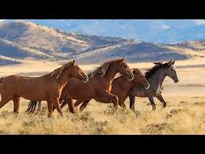 1 Hour of Pure Nature - Wild Horse Running │ Relax Sound