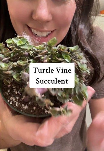 Turtle Vine Succulent Review: Survived Delivery Surprise