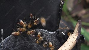 African bees on the shoe