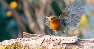 Les rouges-gorges viendront nombreux au jardin à partir du mois d’octobre si vous leur mettez cet aliment à disposition