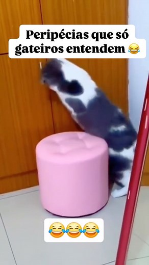 Amo 😂😂😂♥️ | Pet Felipeti