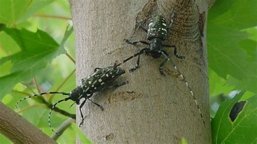 Asian longhorned beetle discovered in Mount Pleasant, quarantine area to be announced