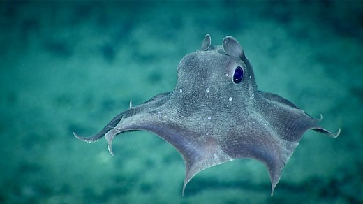 What Do Dumbo Octopus Eat?