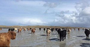 More than 100 pregnant cows leave for the uninhabited island to give birth to babies (Video)