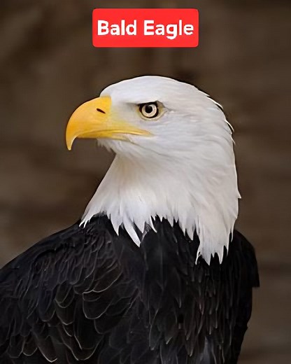 147K views · 3.9K reactions | Wakamboona dendere reshiri rinokwana munhu? Check comment section. Bald Eagle igondo reku America #natgeoshona #baldeagle | Shona Tuber | Facebook