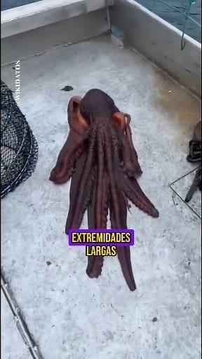 11K views · 334 reactions | Un Alien en el Oceano. Puede que te sorprenda que de hecho los pulpos prefieren “caminar” para desplazarse. Con tentáculos que contienen hasta 10,000 neuronas, las “piernas” del pulpo son extremadamente sensibles, así que al utilizarlas para desplazarse, pueden obtener una mejor sensación de su entorno. #datosinteresantes #Wikidatos #pulpo #ocean #datoscuriosos #mar #datos #octopus #alien | WIKI DATOS | Facebook
