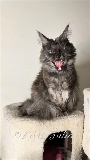 Mrs. Julia’s yawn 🦁 #cats #mainecoon #pets