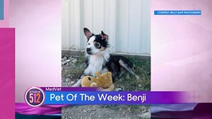 MedVet Pet Of The Week: “Benji”, From Texas Humane Heroes