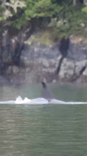 54 reactions | Posted • @marineconservationphotography “Amazing to see Dalls Porpoise swimming alongside orcas. In the same spot I have seen transient orcas killing them and Pacific whites sided dolphins “ . . . . #orca #whale #killerwhales #porpoises #dolphins | American Cetacean Society - San Francisco Bay Chapter | Facebook