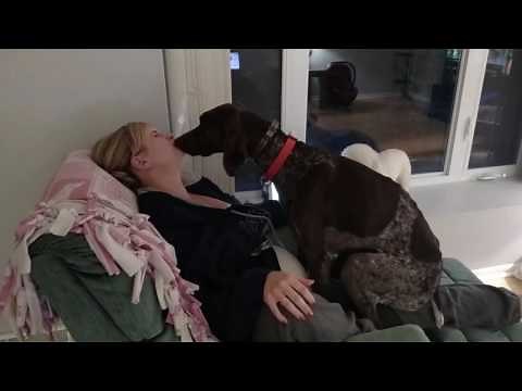 Dog loves his mommy! - German Shorthaired Pointer kissing/licking and being a lap dog!