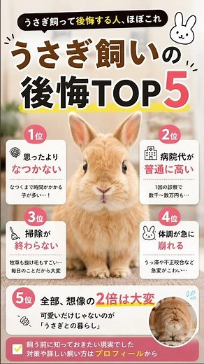 🐰うさぎ飼いのリアルな現実飼う前に知っておきたいポイントまとめ。なつかない・病院代が高い・思ったより大変でも、知っていれば防げます。👉うさぎ用品・飼い方まとめはプロフィールへ#うさぎ #ペット