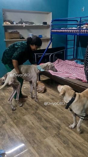 35K views · 961 reactions | To contribute for her food and under pads ,Gpay-9159662109 ,Upi-9159662109@okbizaxis . Pls dm for address to order through Amazon | Oviya Vosd | Facebook