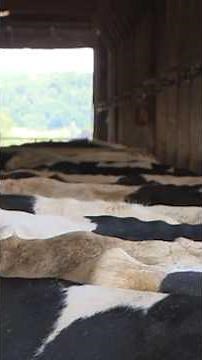Heatwave hits dairy herds