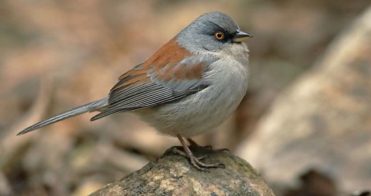 Yellow-eyed Junco Identification, All About Birds, Cornell Lab of Ornithology