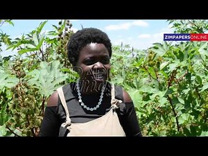 Expert speaks on how to maximise yield in Castor bean farming.