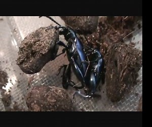 Accouplement sagra fermonta