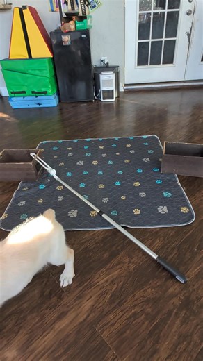 Creed 🖤 ✨Trick: Jump ✨ Our first time practicing! The pups can now perform 10 AKC novice tricks and are eligible to earn their AKC Trick Dog Novice title when they turn 4 months old 🥳 *Truth is they actually know 11 because they can play 'Find It' which is also considered a novice level trick ☺️ 💚🖤💜 The pups are going to learn some fun tricks! Practicing new skills helps build the pup's confidence and create a stronger bond with their human 🥰 it's a great way to spend meaningful time toget