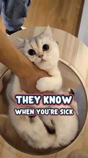 Your Cat Knows You’re Sick… Before You Notice