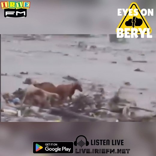 “The dog dem a ride eh raft!” #eyesonberyl #hurricaneberyl #jamaica #iriefm | IRIE FM