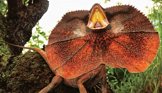 The science behind the frill of the frillneck lizard - Australian Geographic