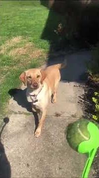 How To Use A Chuckit Ball Launcher