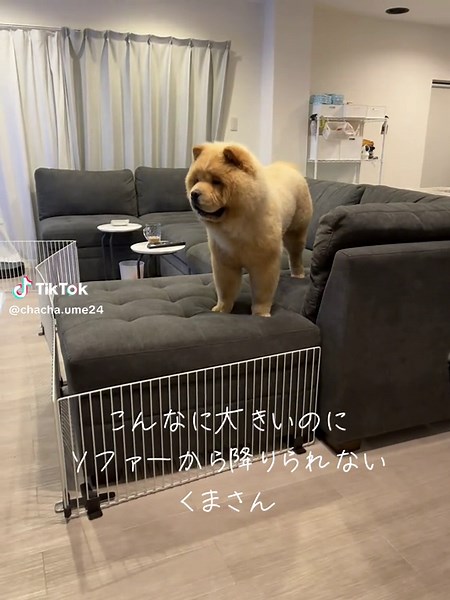 ソファーからジャンプできない大きなくまさん