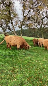 311K views · 39K reactions | It’s finally the day for the highland cattle to move to their winter grazing in farmer Richards daily update! | Hall Hill Farm | Facebook
