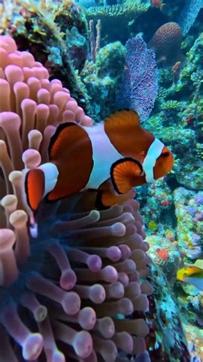 The Tiny Clownfish's Epic Journey Through a Magical Coral Reef | A 4K Underwater Adventure