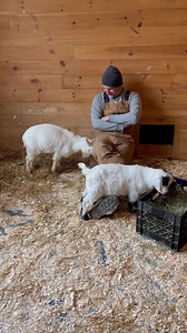 Rupert may be blind and deaf but he’s still a goat, and head-butting comes naturally to him! Watching Rupert grow up has been so inspiring. He’s definitely one of the most special beings I’ve ever known. 😊♥️ | GoatsofAnarchy