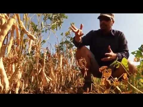 Plant Breeding: Science + Creative Problem Solving