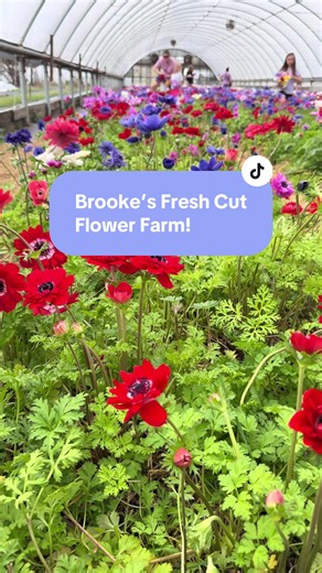 Imagined being a flower farmer at Brooke’s Fresh Cut Flower Farm today! Soon it will be absolutely bursting with color, but for now Spring is slowing showing its face. #flowerfarm #gardening #northcarolina