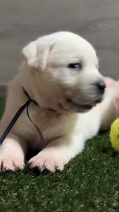 2.2K views · 25K reactions | • “I get to love you” 殺 So handsome, so perfect. • • • • #englishlabrador #puppy #whiteenglishlab #labbreeder #englishlab #labrador #fyp #whitelab #lablove #labradorphotography | Hickory Bluff Labradors LLC | Facebook