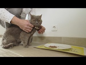 Prendre soin de son chat âgé