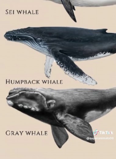 Giant Humpback Whale Facts and Features