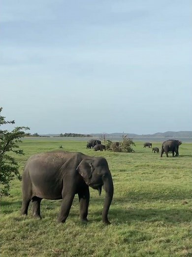 An unforgettable elephant safari in Sri Lanka, BH Lanka Tours 🐘