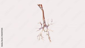 female human body anatomy